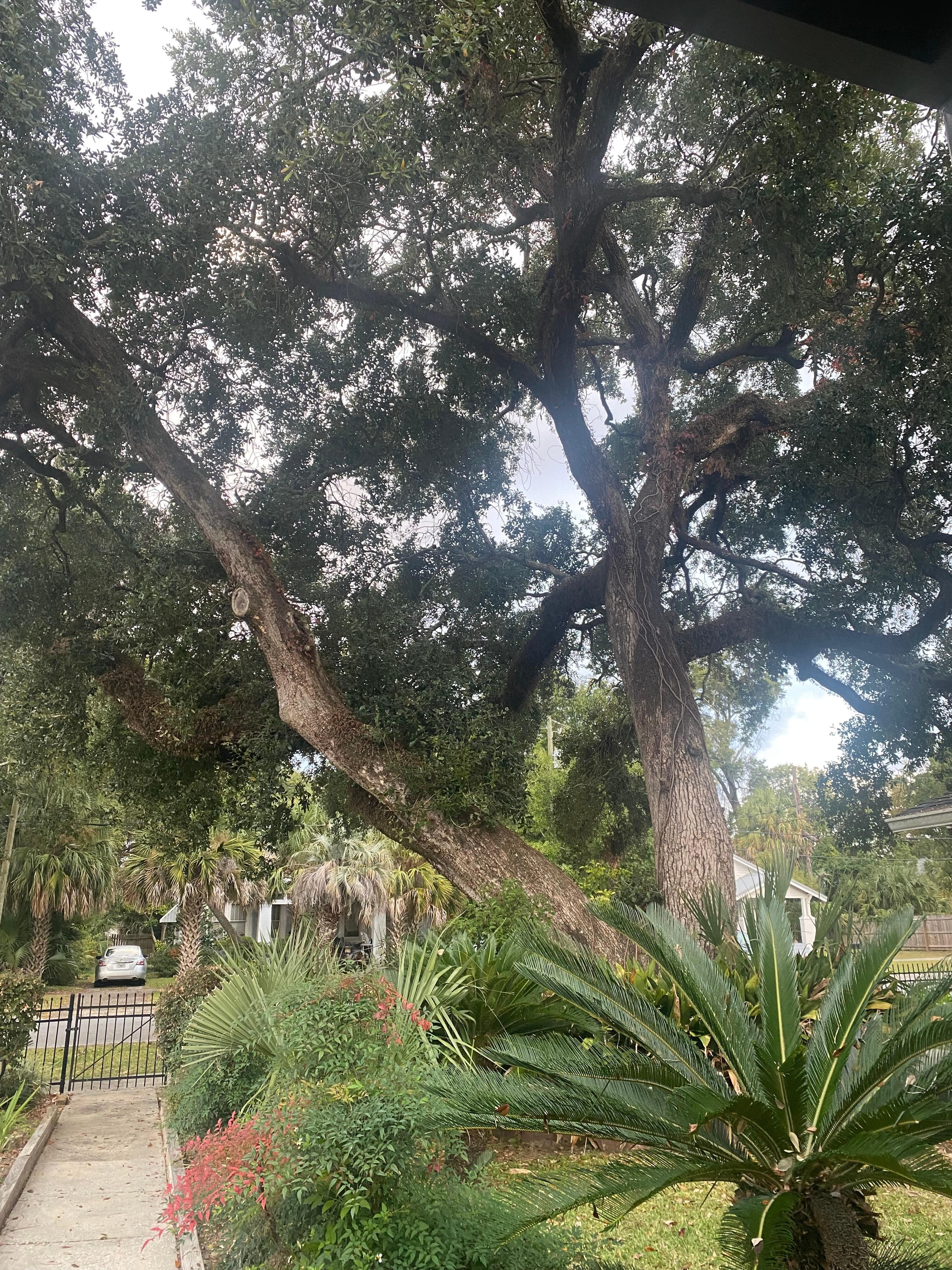 I absolutely loved this giant tree in the front yard. 