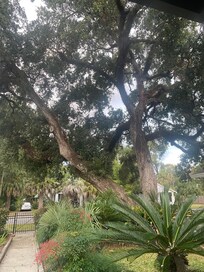 I absolutely loved this giant tree in the front yard.