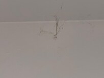 Cobwebs