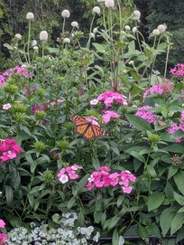Butterfly area of the botanical garden
