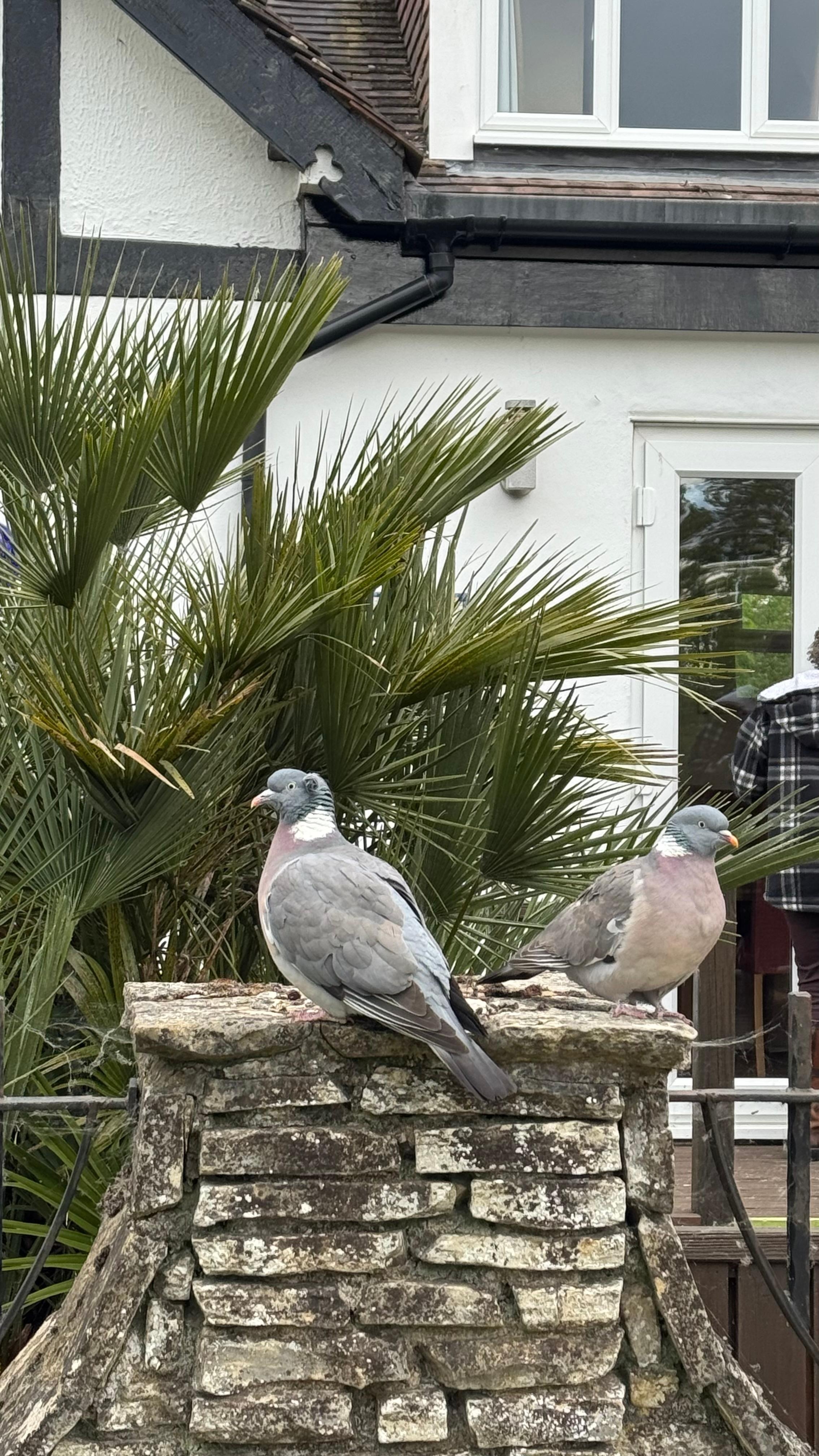 Birds relaxing by the Thames