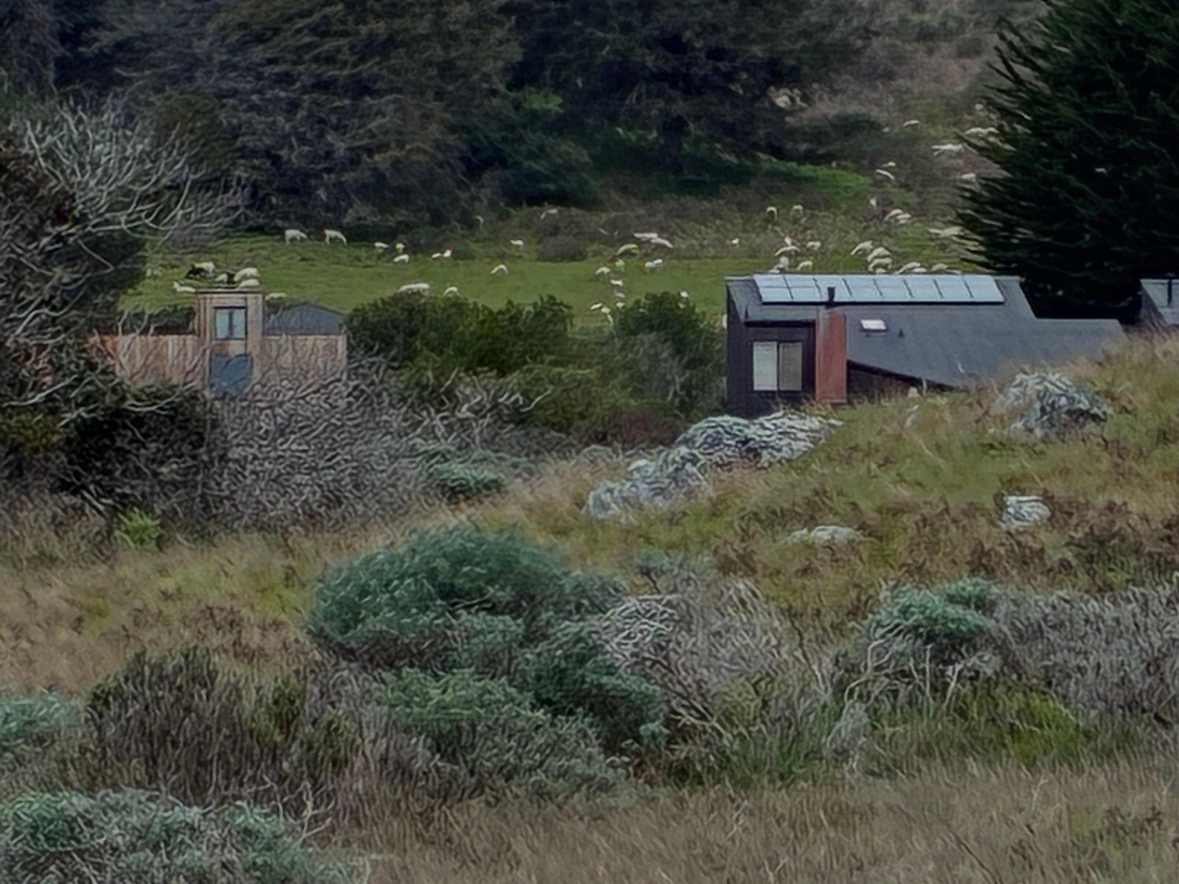 Sheep mowing meadow grasses.