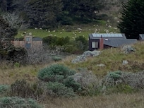 Sheep mowing meadow grasses.