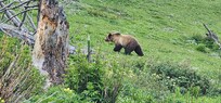 Pete took us several times to this wonderful meadow in the nearby mountains (easy, short drive) where grizzlies, cubs congregate every evening (we saw 7) to feed on roots. Pete is an amazing guide with deep knowledge about the where to watch wildlife