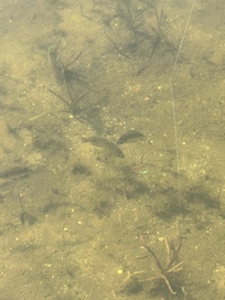 Kids had a blast fishing off the dock