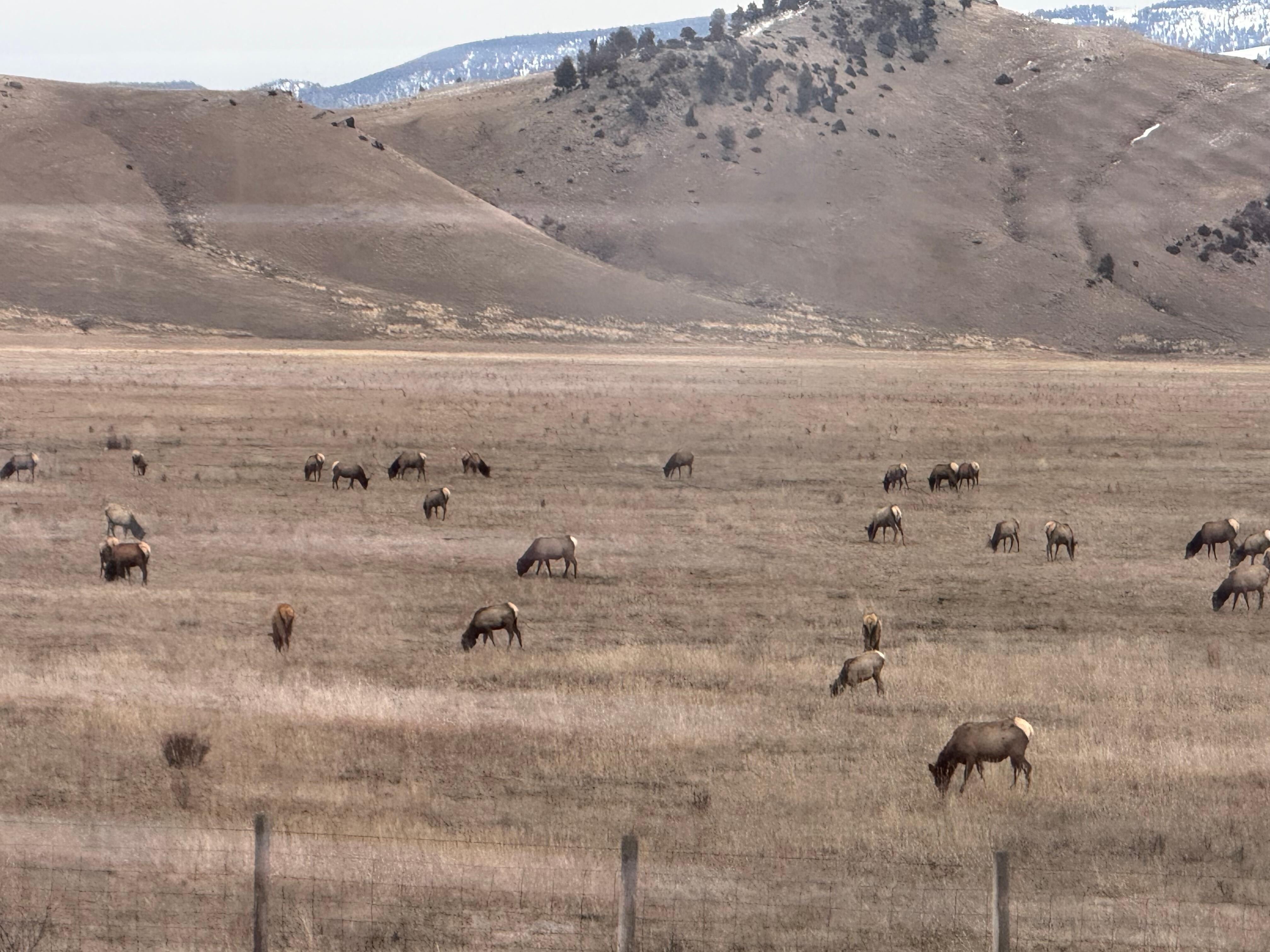 The elk refuge from our belcony