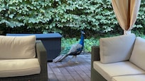 Resident peacock