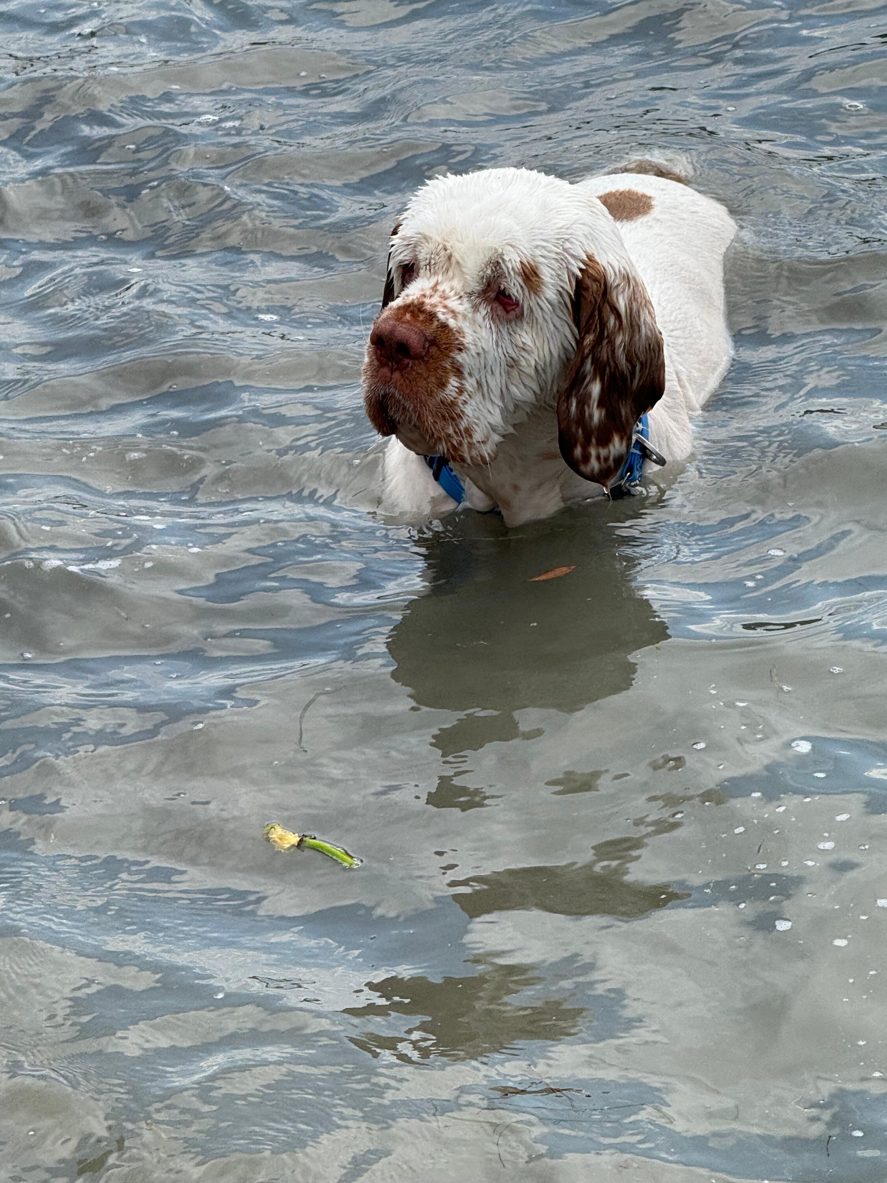 Finn just never wanted to come out of the water. 
