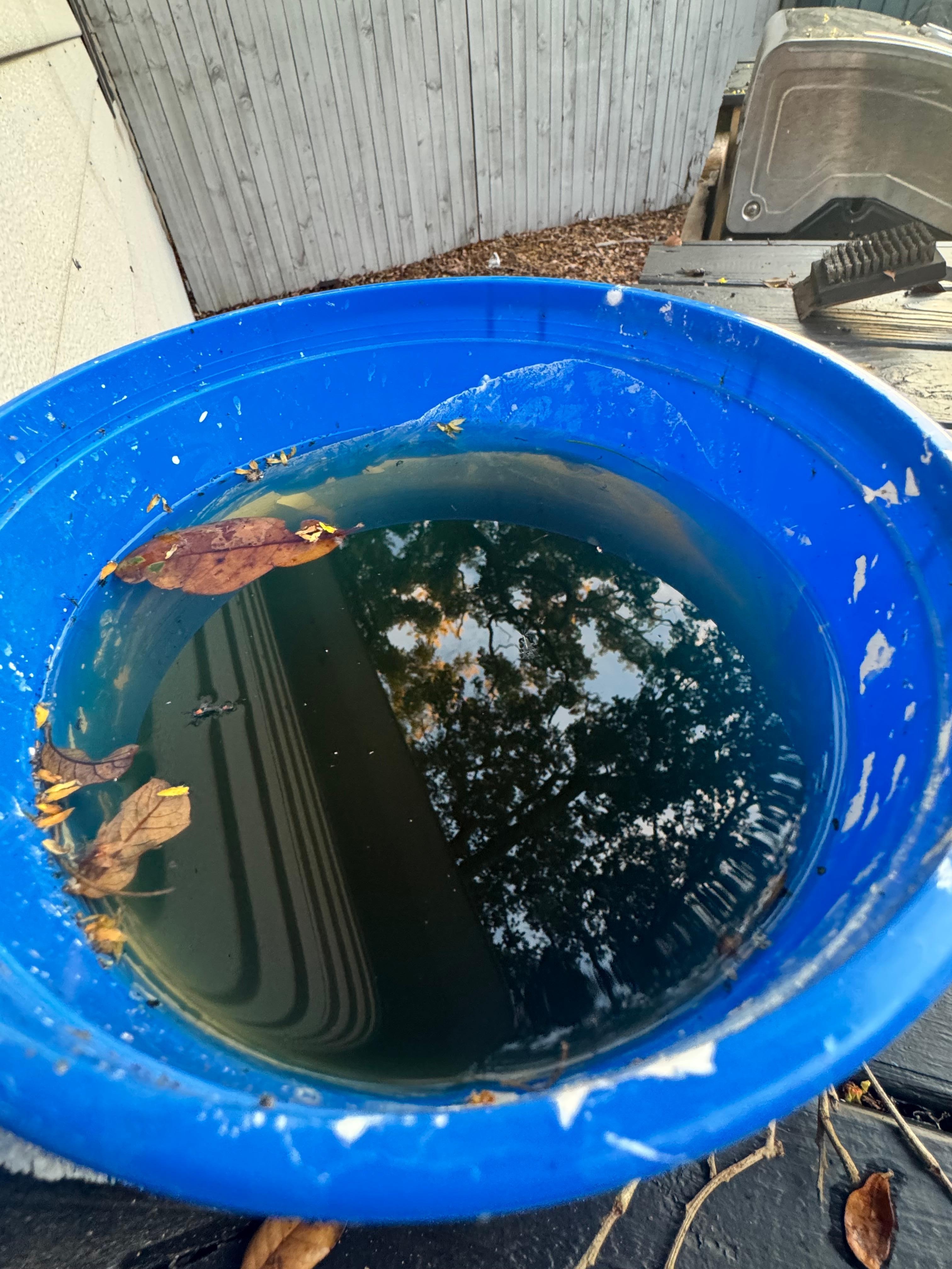 Moldy water sitting in buckets by the grill