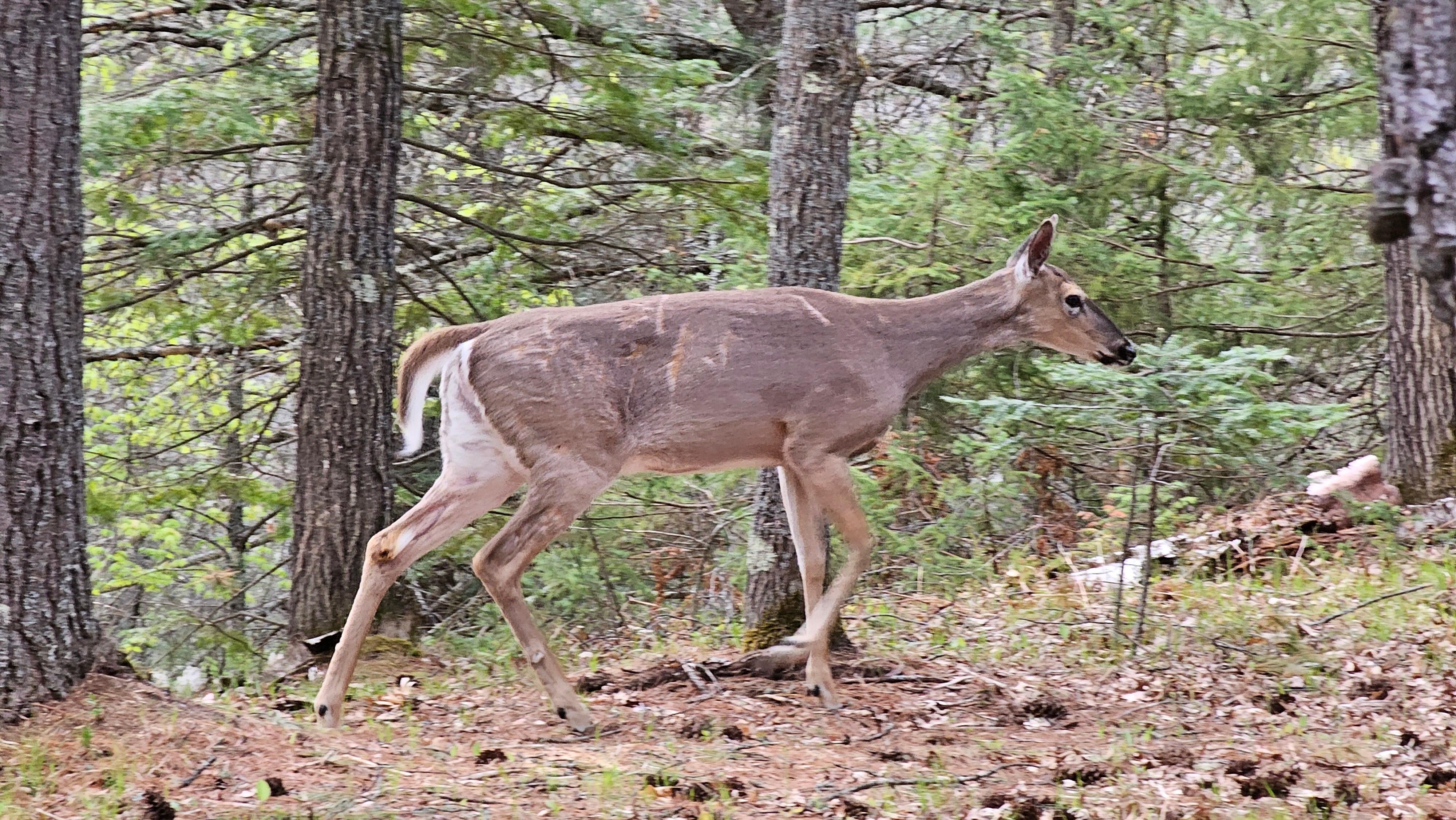 Deer constantly right outside the back of the property.