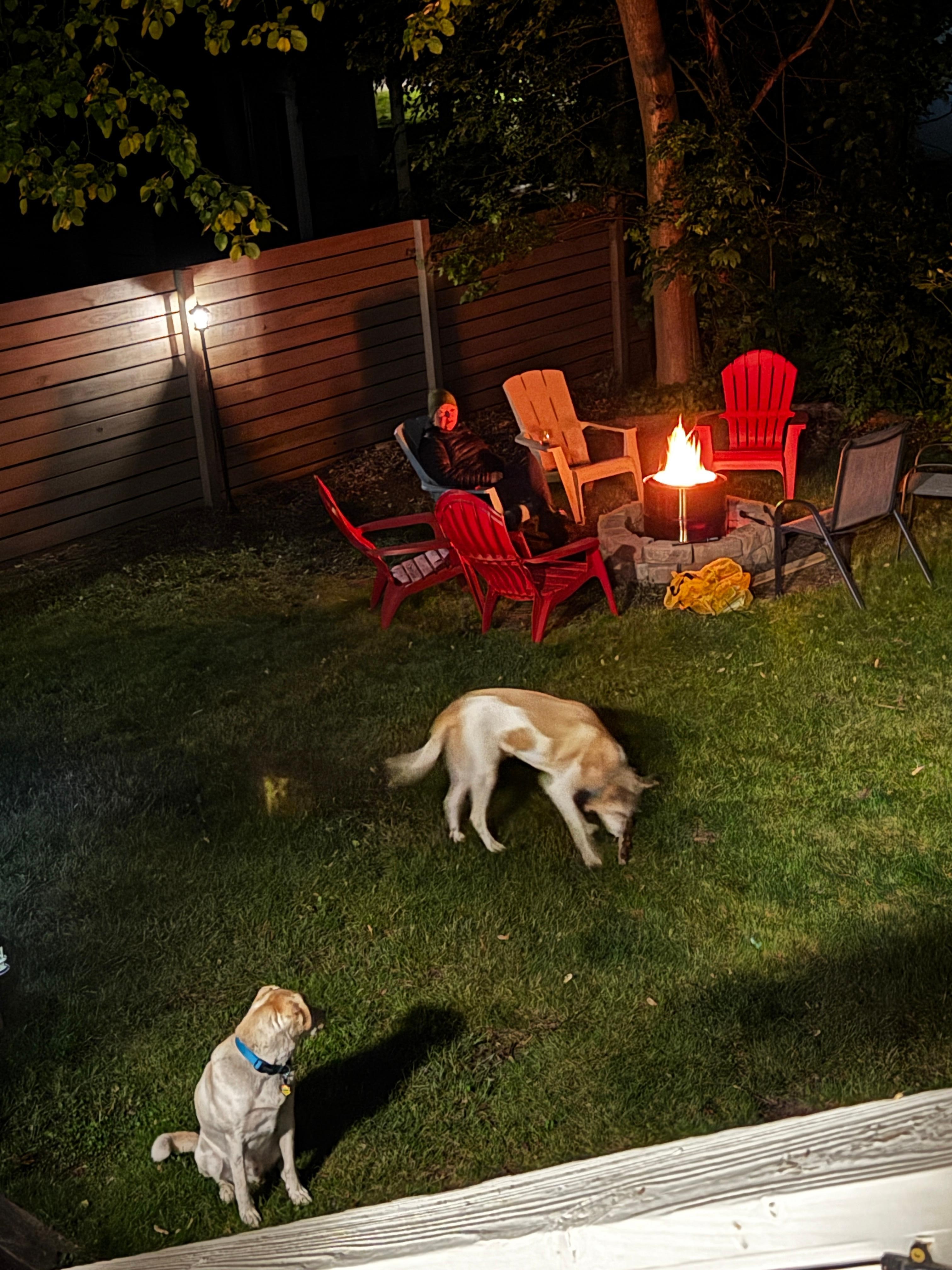 Dogs were very happy in the large fenced yard and enjoyed time at the beach in the morning.