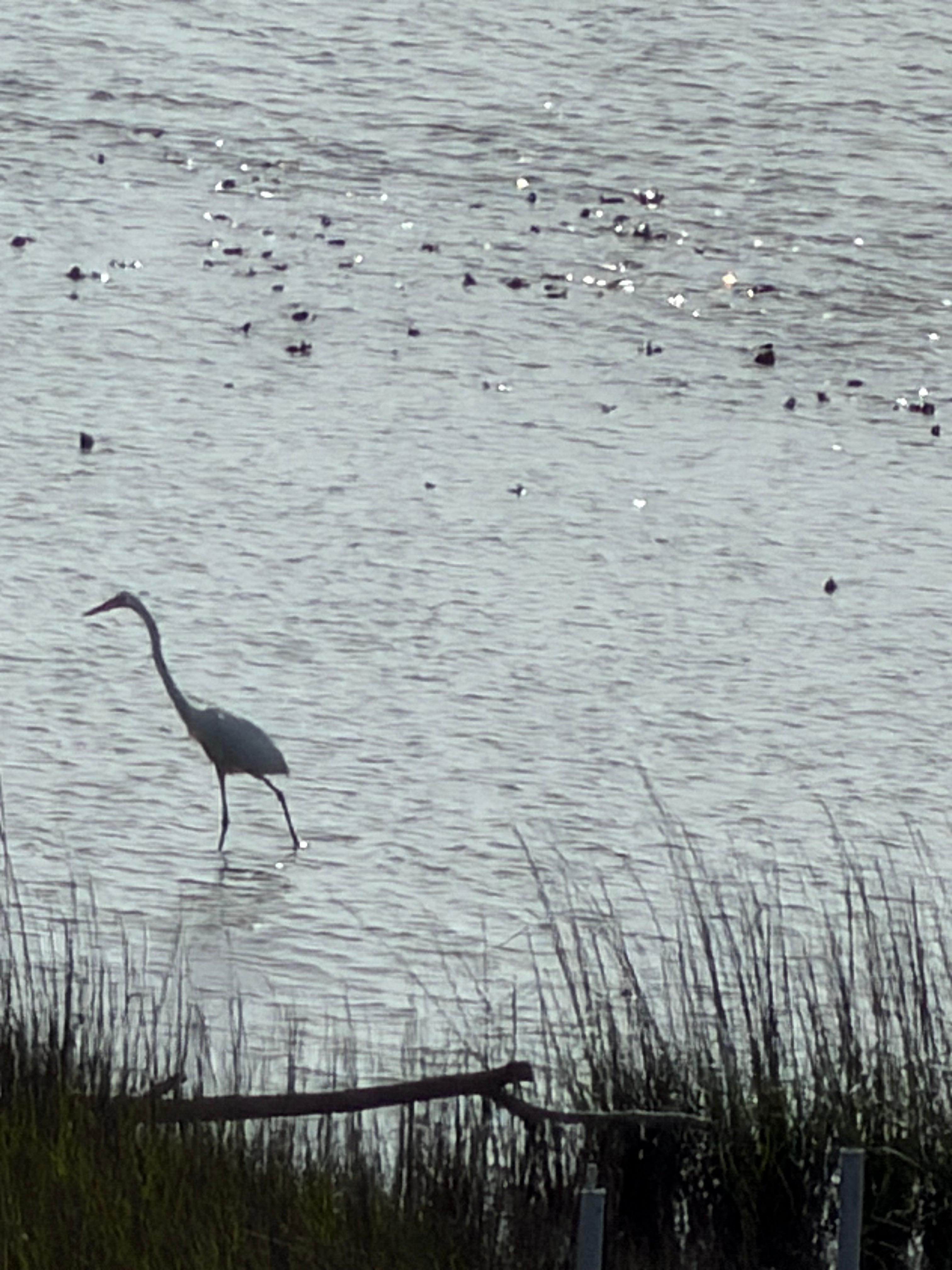 Egret