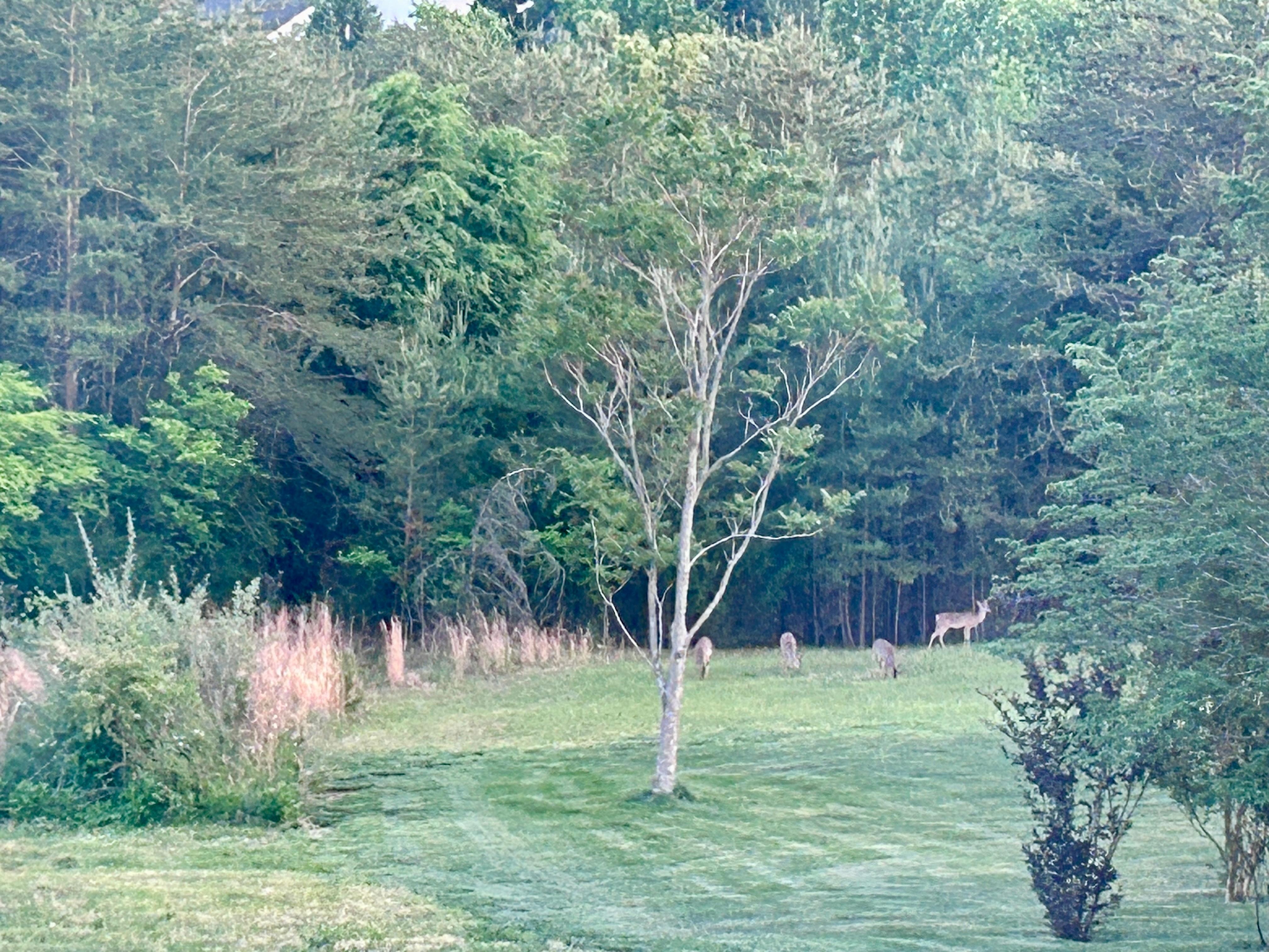 Deers that visit daily❤️