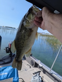 Bass caught at Singer Castle.