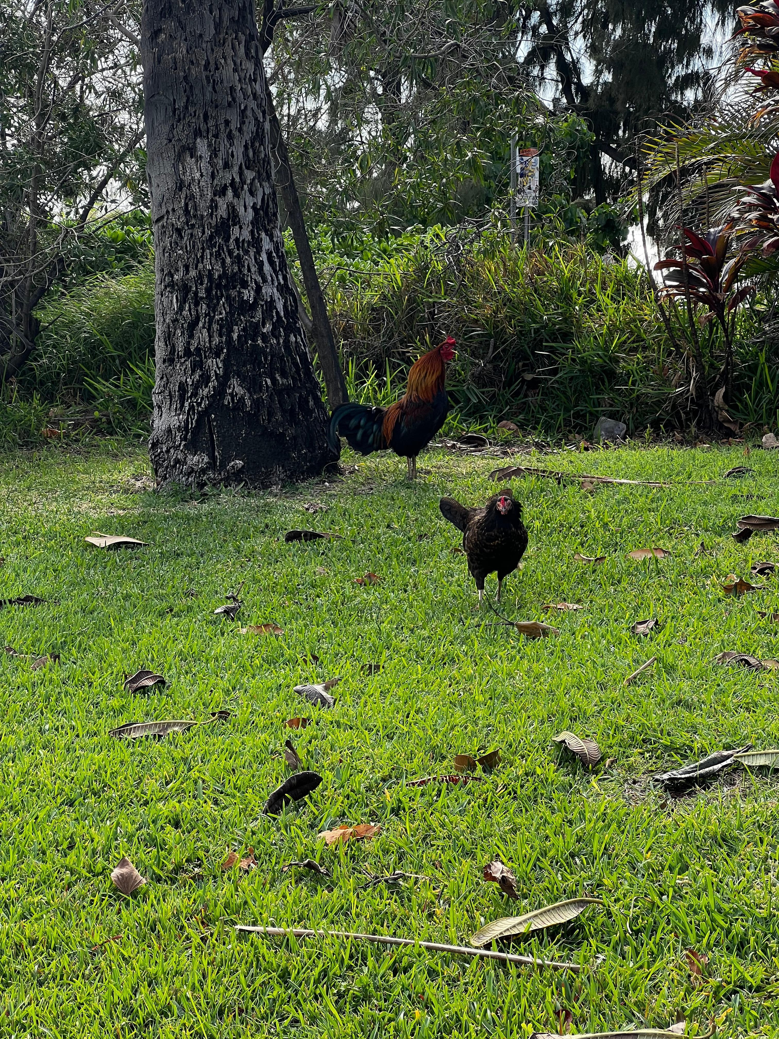 The neighbors come for a visit. 