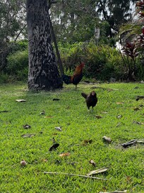 The neighbors come for a visit.