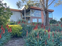 Strikingly complimentary Aloe Succulents