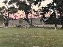 Kangaroos grazing outside Blue Slate Cottage at sunset