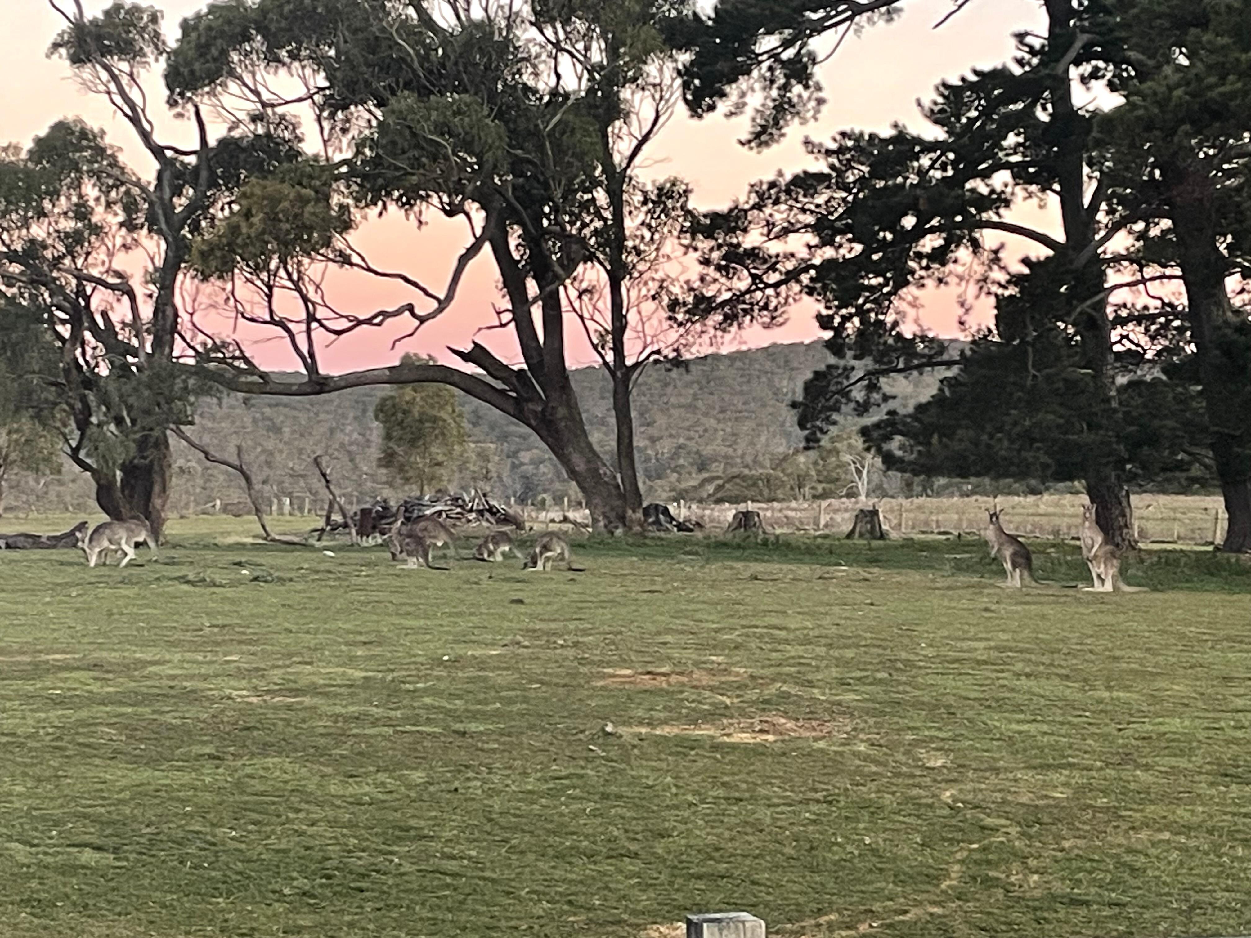 Kangaroos grazing outside Blue Slate Cottage at sunset 