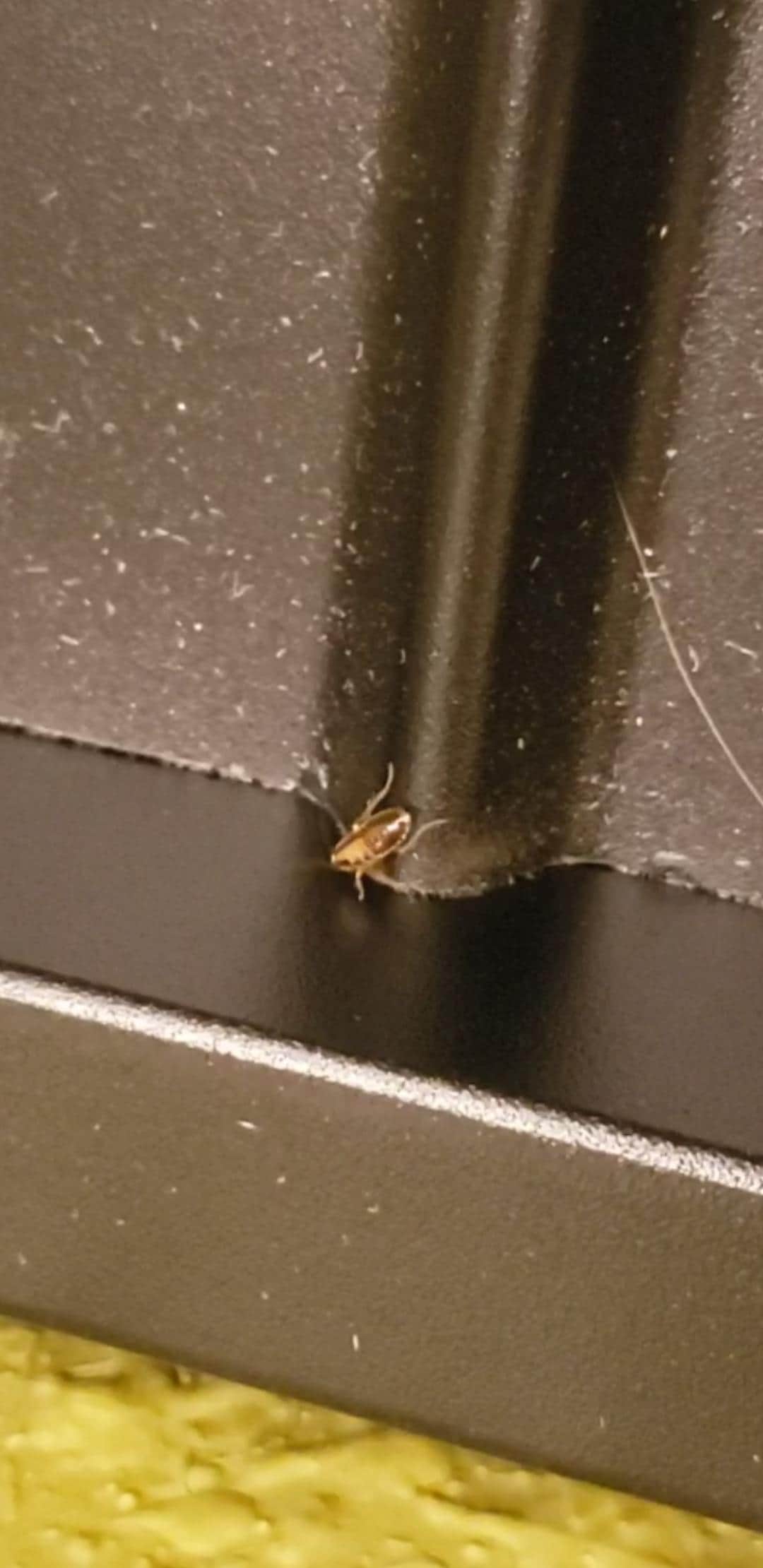 Cockroach in room 120 on the bed frame. 