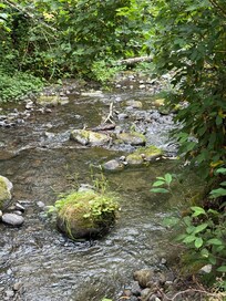 Creek on property
