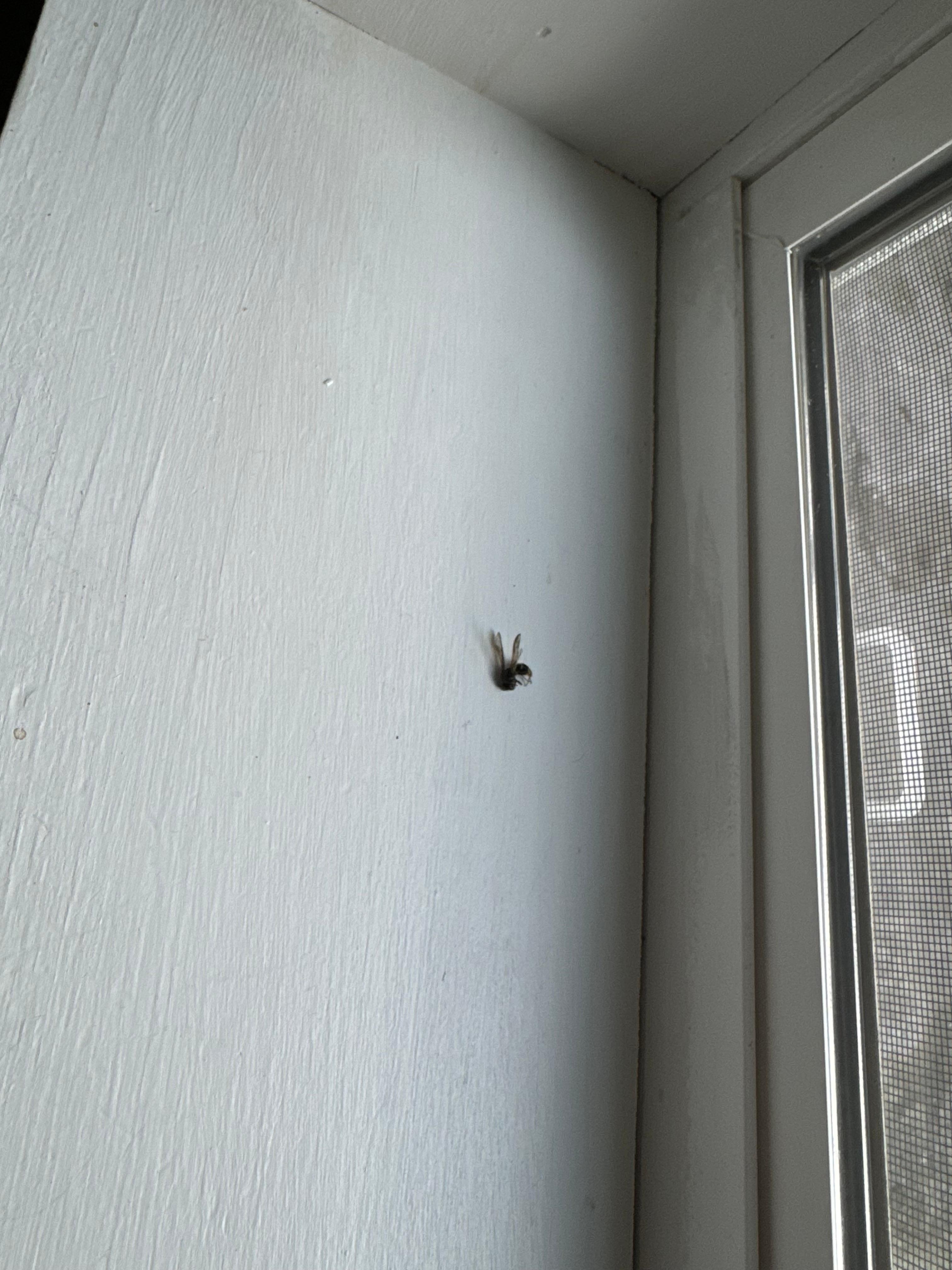 Dead bugs on window sill 
