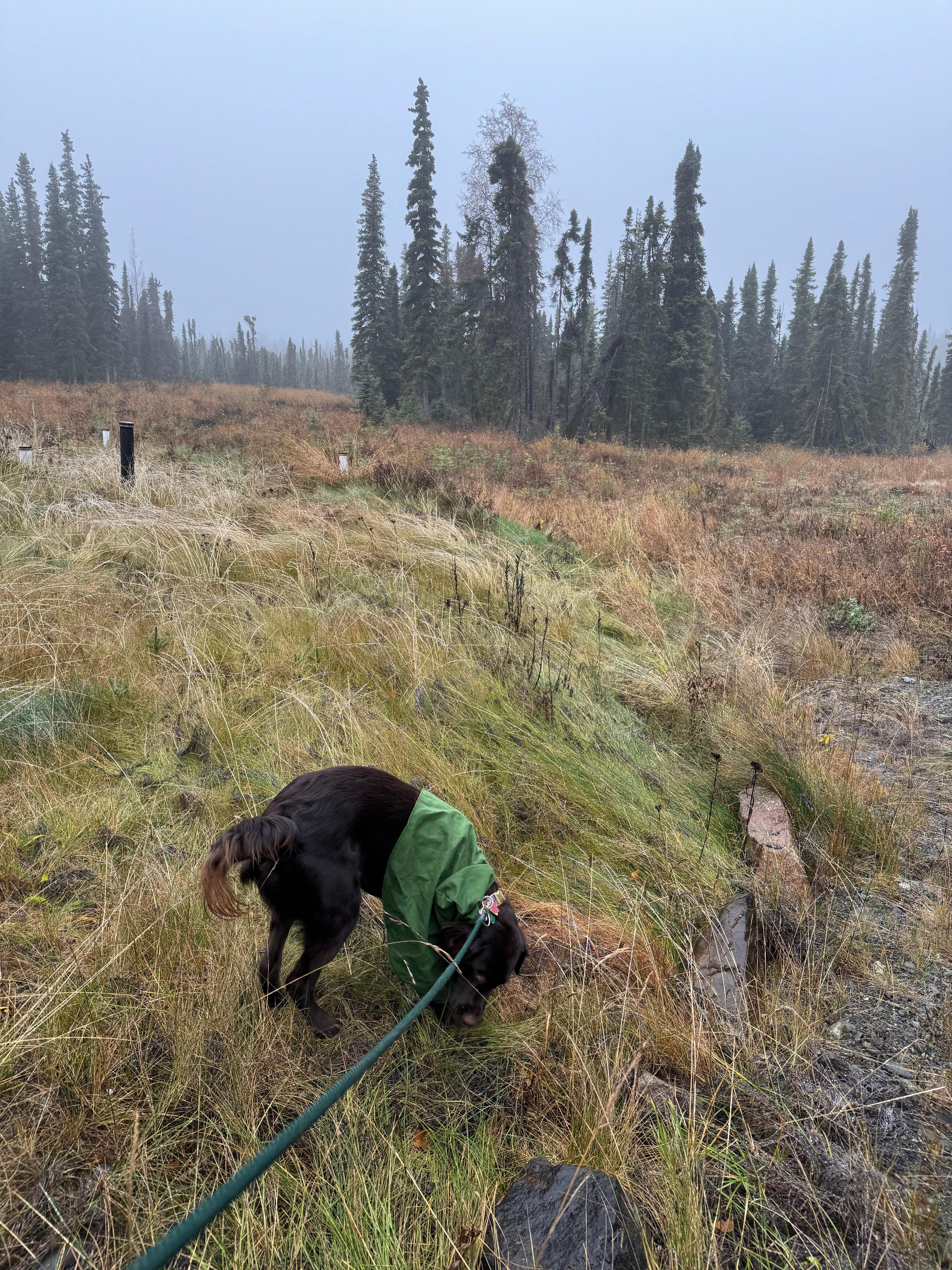 Our dog in the grass off the deck