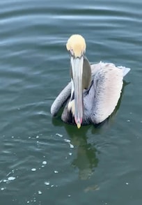 Our afternoon friend