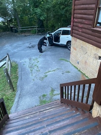 Young bear checking in the car