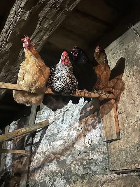 Chickens with big personalities