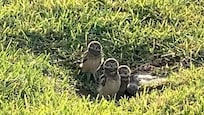 Baby burrowing owls