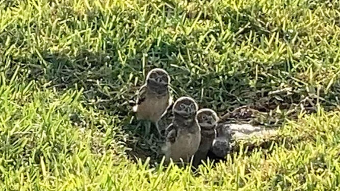 Baby burrowing owls 