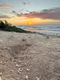 Bay sea turtles hatched 2 nights while we were there right in the backyard!