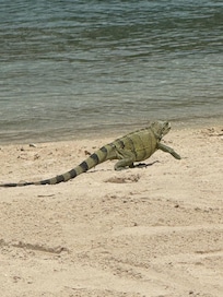Não se assuste, alguns compartilham a praia com os hóspedes. São inofensivos.