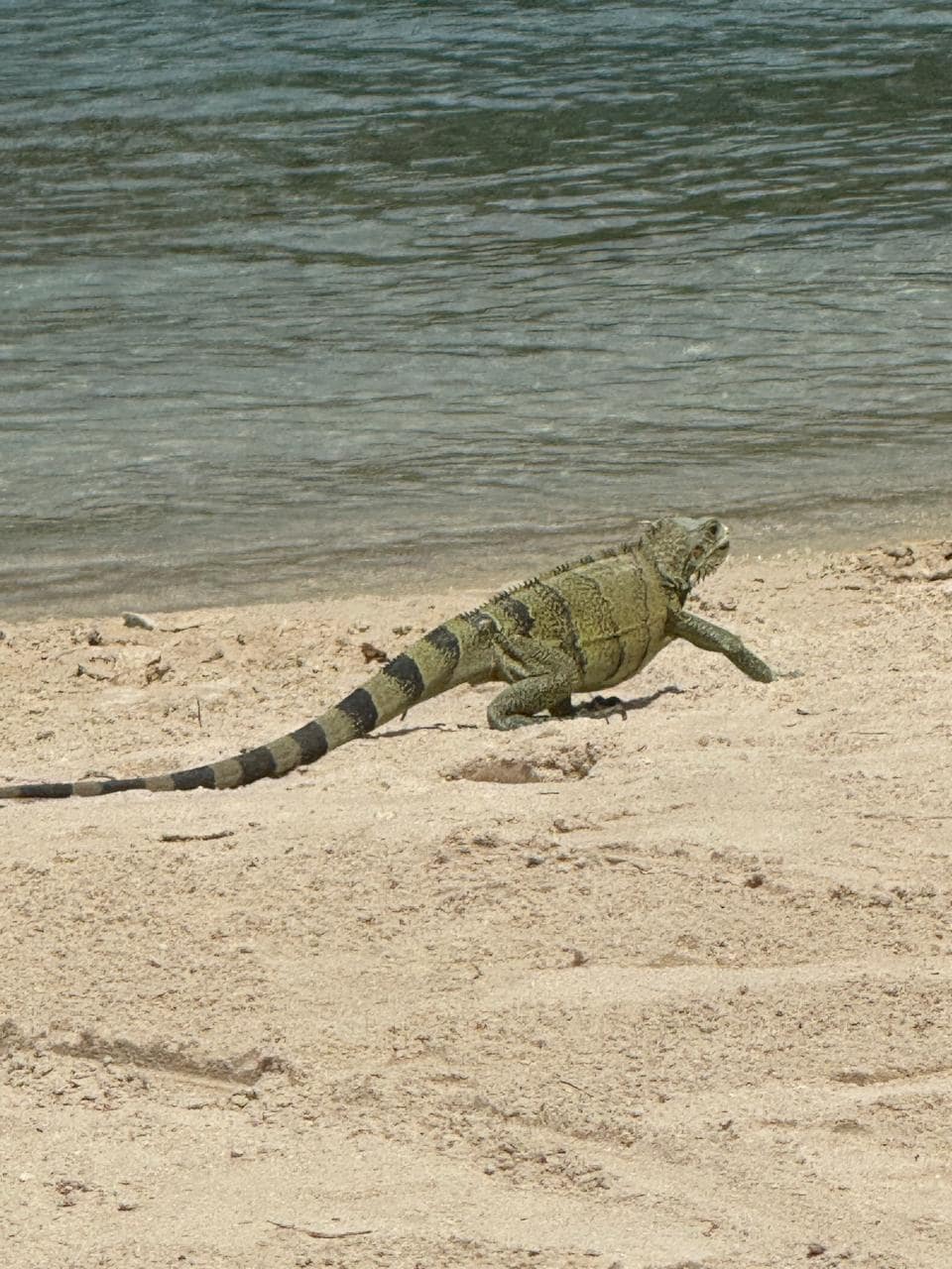 Não se assuste, alguns compartilham a praia com os hóspedes. São inofensivos. 