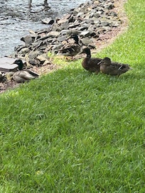 Fed the ducks peas all week