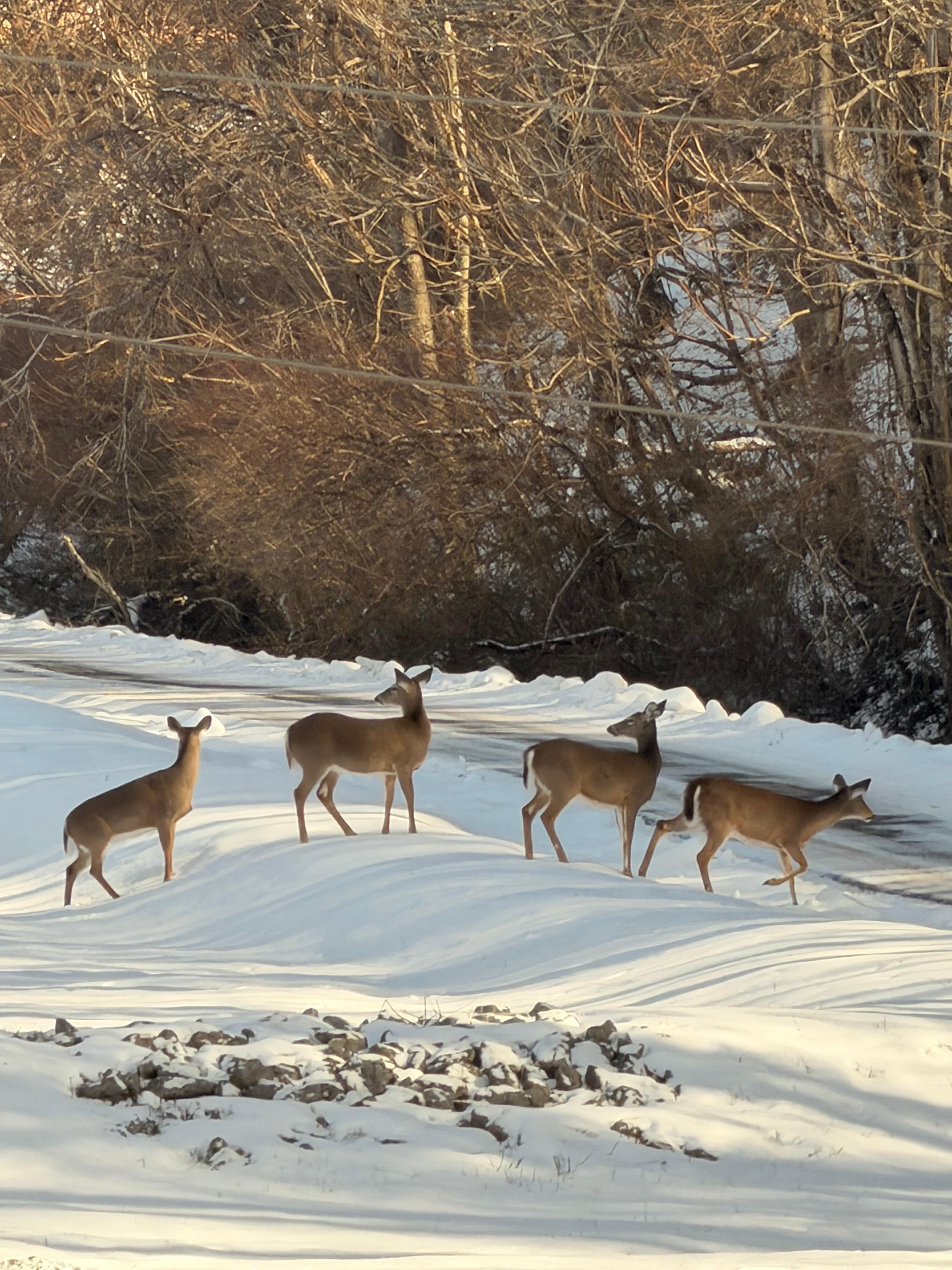 Seen plenty of deer while staying here. 