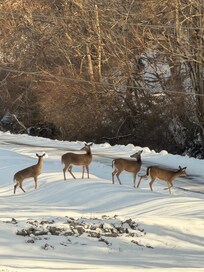 Seen plenty of deer while staying here.