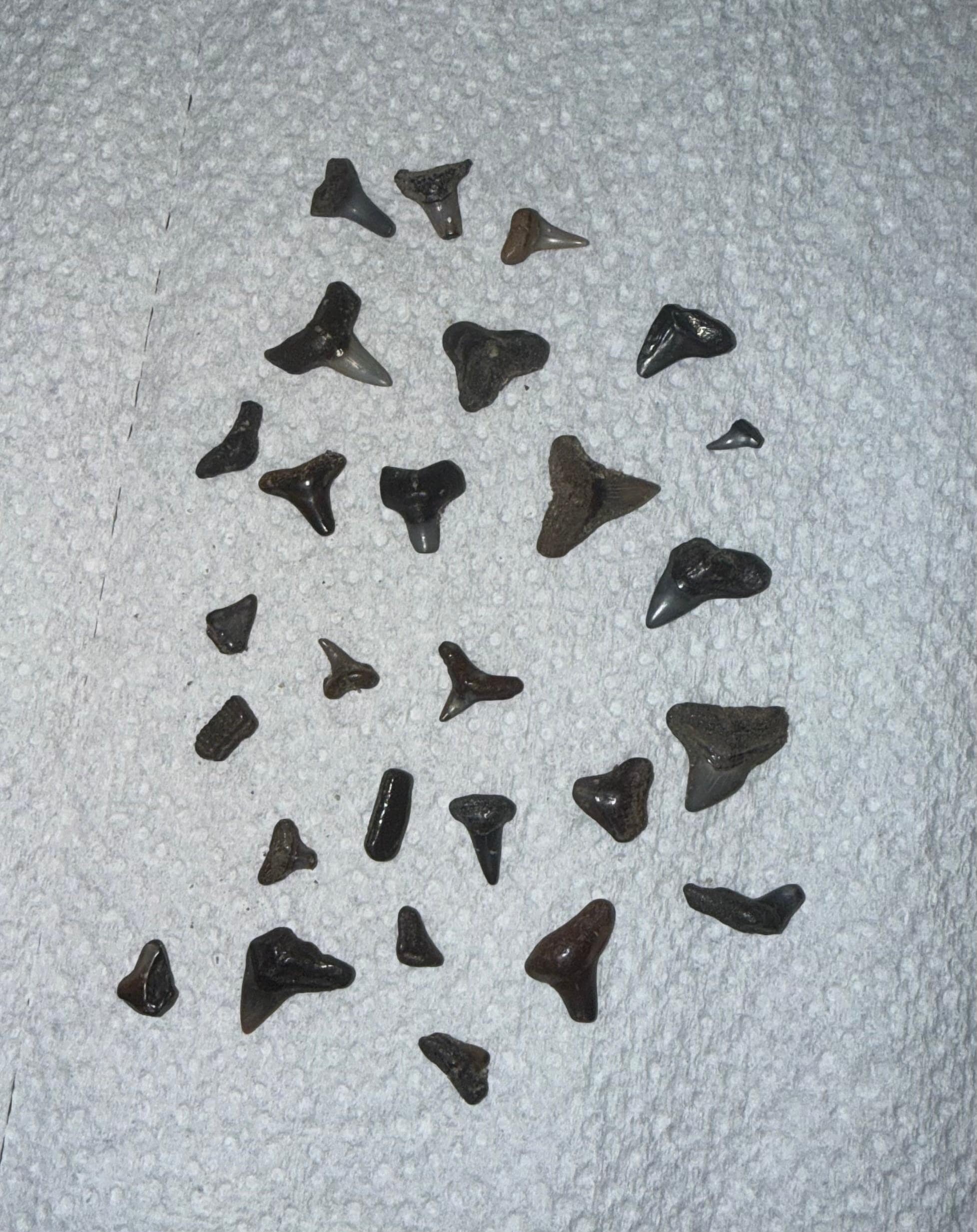 Teeth we found in the immediate area