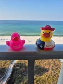 The ducks loved it too!