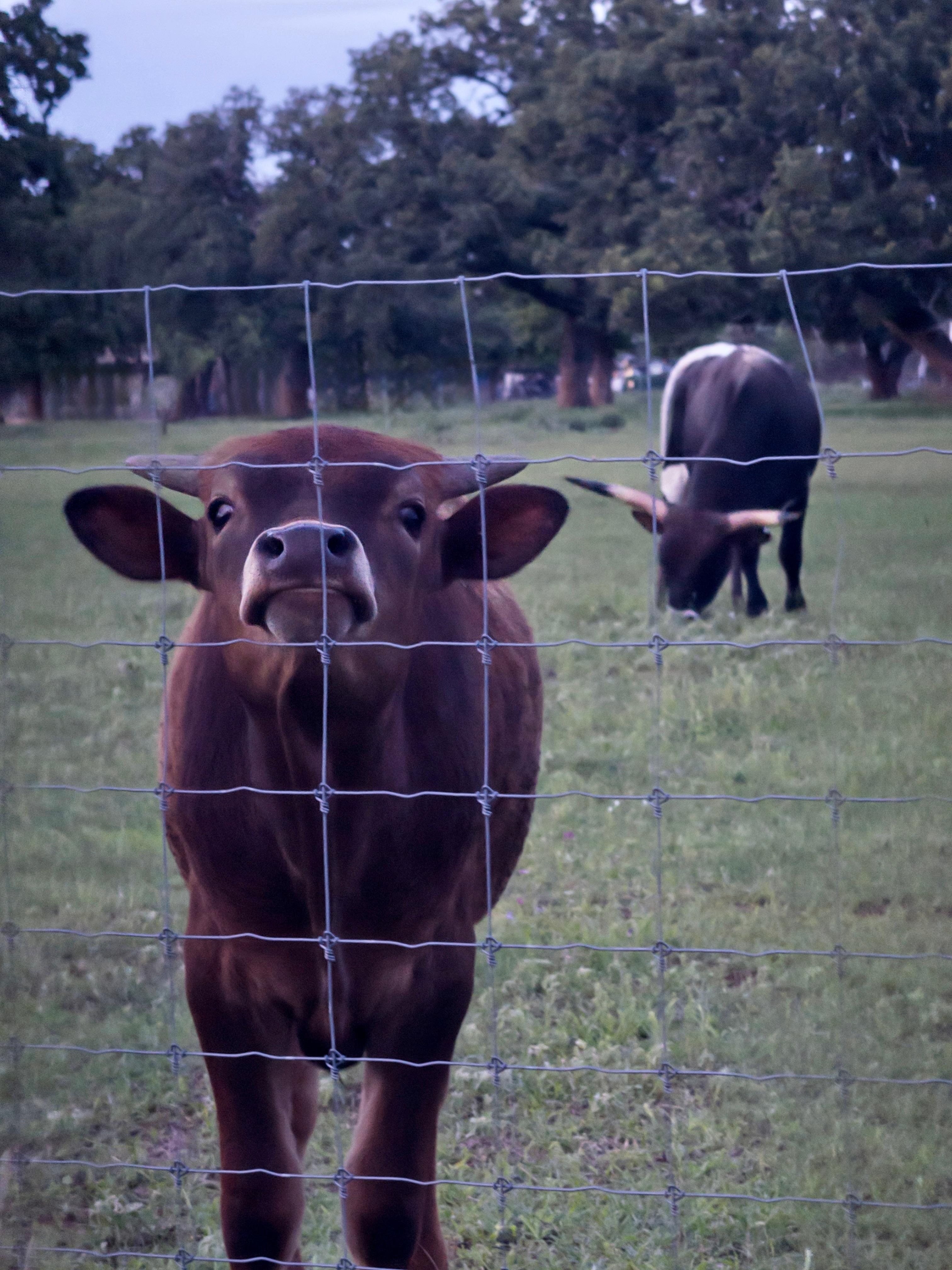 Spring time meant baby Longhorns.