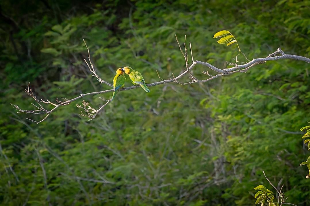 Brown throated Parakeets 