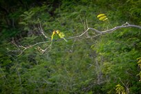 Brown throated Parakeets