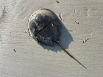 Horseshoe Crap on South Beach.