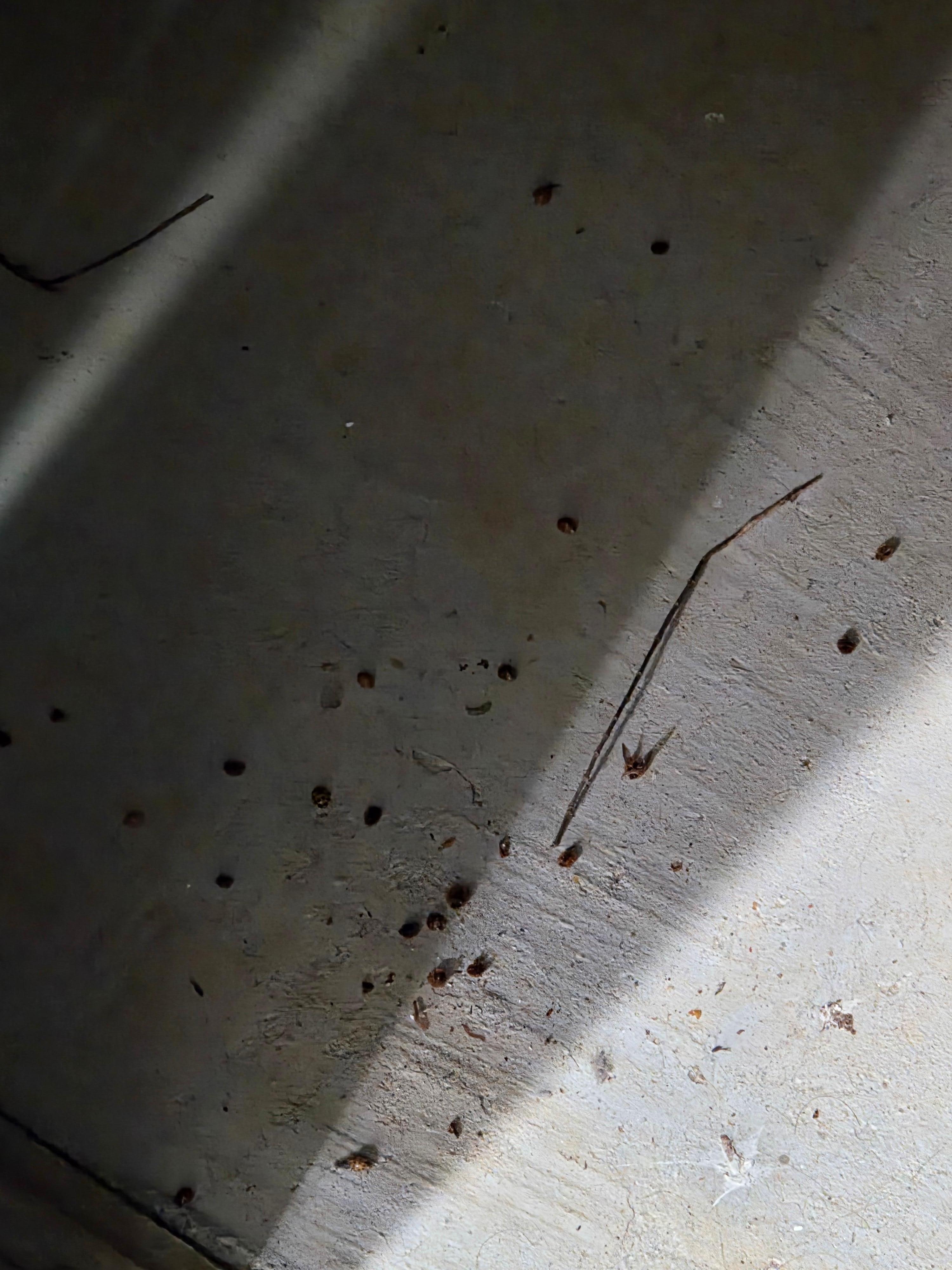 After sweeping one of the inside basement rooms, these are some of the ladybugs we swept and disposed of outside. 