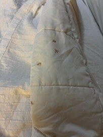 Comforter when I pulled down the sheets