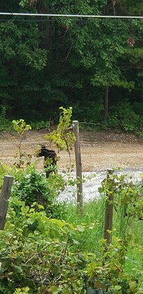 Cute bear crossing driveway