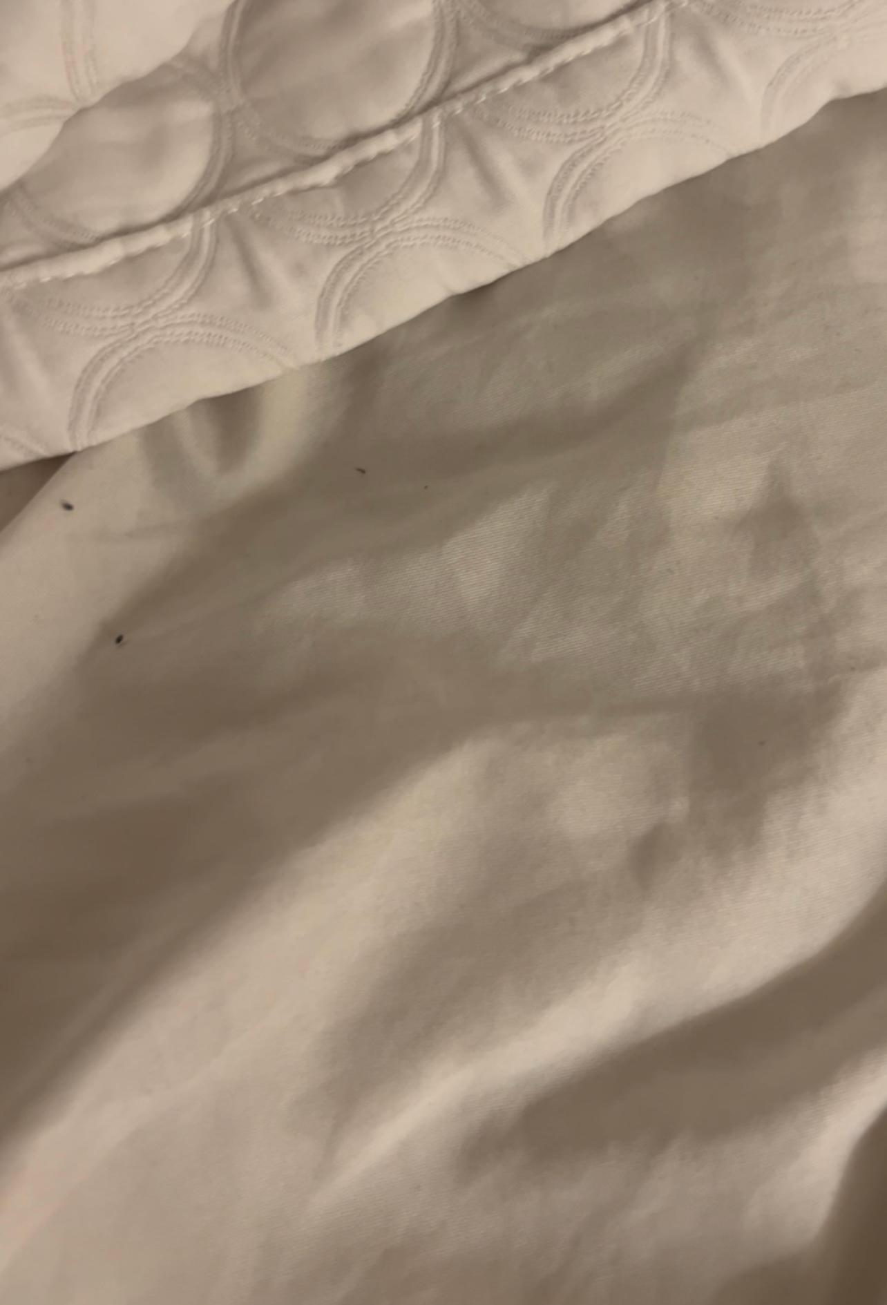 More ants near the blankets.