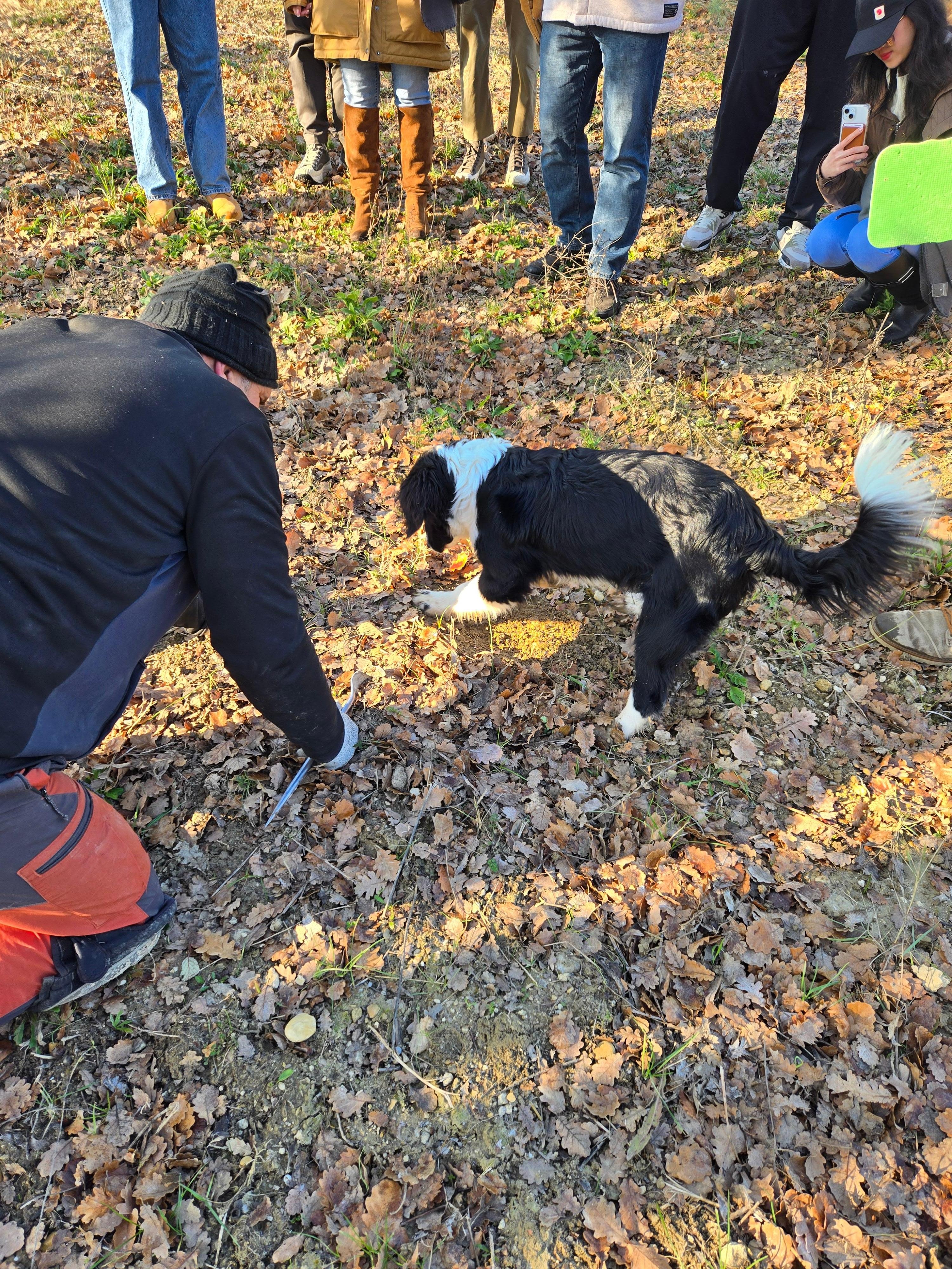 Truffle Hunting