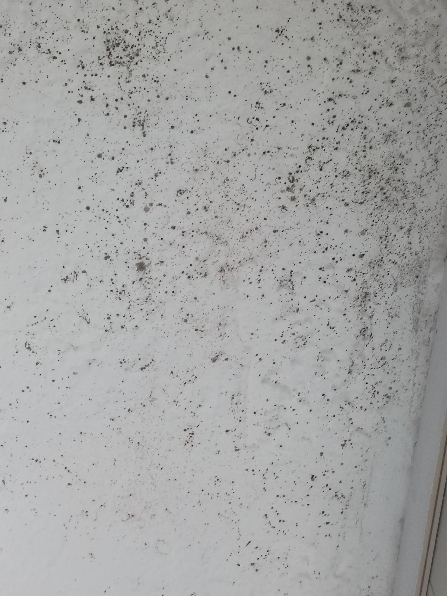 Mold all in bathroom
